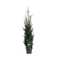 Baumzypresse, (Cupressus leylandii), Sorte: Blue Jeans, im 23cm Topf, ca. 75cm hoch