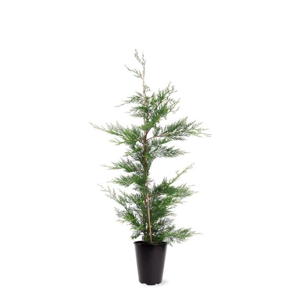 Baumzypresse, (Cupressus leylandii), im 21cm Topf, ca. 110cm hoch