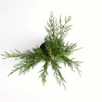 Baumzypresse, (Cupressus leylandii), im 21cm Topf, ca....