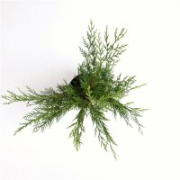 Baumzypresse, (Cupressus leylandii), im 26cm Topf, ca....