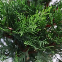 Baumzypresse, (Cupressus leylandii), im 26cm Topf, ca. 165cm hoch