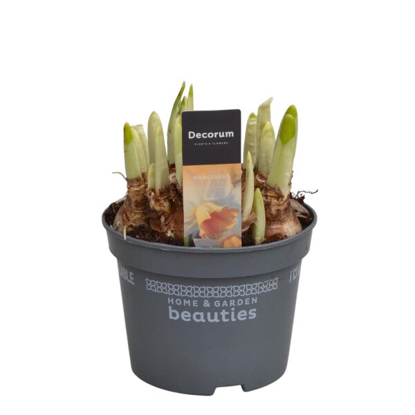 Narzisse, (Narcissus), Sorte: Iwona, im 12cm Topf