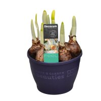 Narzisse, (Narcissus), Sorte: Iwona, im 12cm Topf