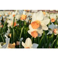 Narzisse, (Narcissus), Sorte: Iwona, im 12cm Topf