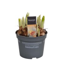 Narzisse, (Narcissus), Sorte: Iwona, im 12cm Topf