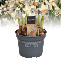 Narzisse, (Narcissus), Sorte: Iwona, im 12cm Topf