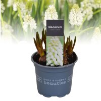 weisse Traubenhyazinthe (Muscari), Sorte: Weiss (White Magic), im 9cm Topf