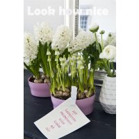 weisse Traubenhyazinthe (Muscari), Sorte: Weiss (White Magic), im 9cm Topf