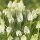 weisse Traubenhyazinthe (Muscari), Sorte: Weiss (White Magic), im 9cm Topf