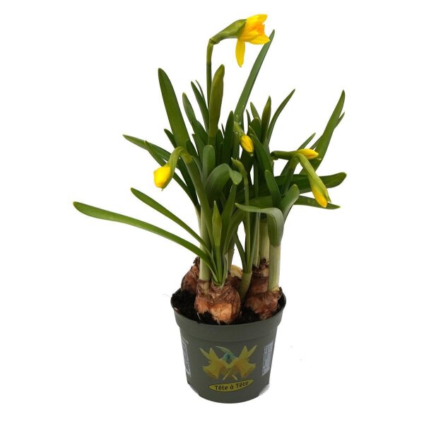Zwerg Narzisse, (Narcissus), im 8,5cm Topf, Farbe: gelb, Sorte Tete à Tete, (6 Pflanzen im Set)