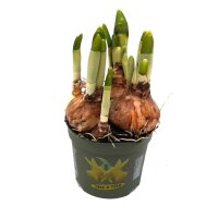 Zwerg Narzisse, (Narcissus), im 8,5cm Topf, Farbe: gelb,...