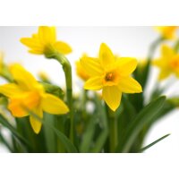 Zwerg Narzisse, (Narcissus), im 8,5cm Topf, Farbe: gelb, Sorte Tete &agrave; Tete, (6 Pflanzen im Set)