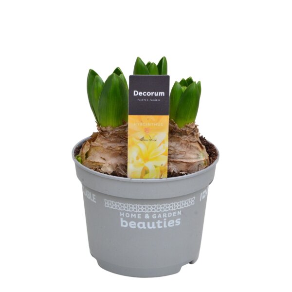 Hyazinthe, (Hyacinthus orientalis), 3 Zwiebel im 12cm Topf, Farbe gelb, Sorte: Yellowstone