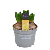 Hyazinthe, (Hyacinthus orientalis), 3 Zwiebel im 12cm...