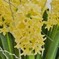 Hyazinthe, (Hyacinthus orientalis), 3 Zwiebel im 12cm...