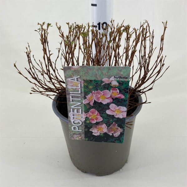 Gemeiner Fingerstrauch, (Potentilla fruticosa), Sorte: Pink, im 19cm Topf, ca 25cm hoch