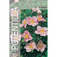 Gemeiner Fingerstrauch, (Potentilla fruticosa), Sorte: Pink, im 19cm Topf, ca 25cm hoch