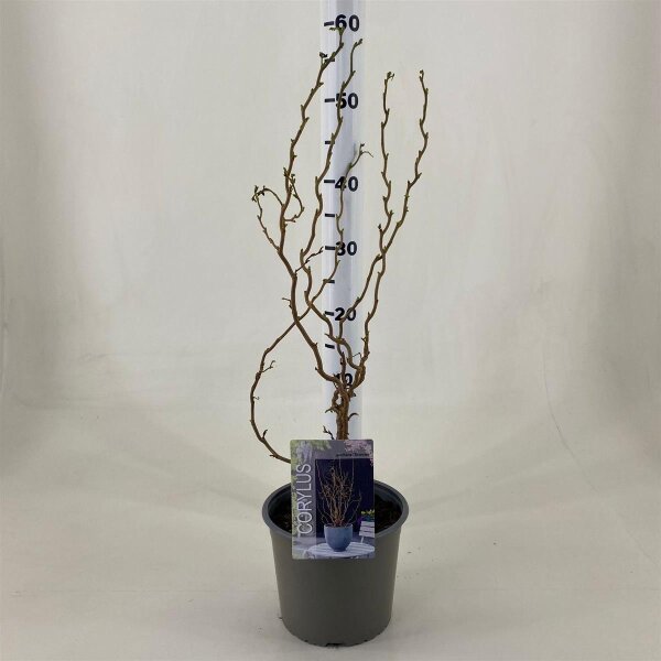 Zwerg-Korkenzieher-Haselnuss, (Corylus avellana), Sorte: Scooter, im 19cm Topf, ca. 60cm hoch