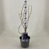 Zwerg-Korkenzieher-Haselnuss, (Corylus avellana), Sorte: Scooter, im 19cm Topf, ca. 60cm hoch