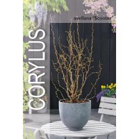 Zwerg-Korkenzieher-Haselnuss, (Corylus avellana), Sorte: Scooter, im 19cm Topf, ca. 60cm hoch