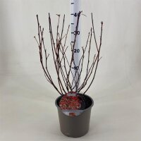 Fasanenspiere, (Physocarpus opulifolius), Sorte: Diable dor &reg;, im 19cm Topf, ca. 50cm hoch