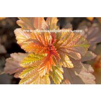 Fasanenspiere, (Physocarpus opulifolius), Sorte: Diable dor &reg;, im 19cm Topf, ca. 50cm hoch
