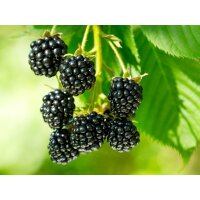 Brombeere, (Rubus fructiosus), Sorte: Black Jewel, ca....