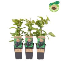 Brombeere, (Rubus fructiosus), Sorte: Black Jewel, ca. 65cm hoch, im 14cm Topf