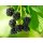 Brombeere, (Rubus fructiosus), Sorte: Black Jewel, ca. 65cm hoch, im 14cm Topf