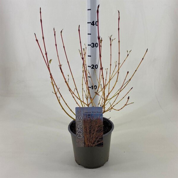 Hartriegel, (Cornus sanguinea), Sorte: Winter Beauty, im 19cm Topf, ca. 50cm hoch