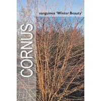 Hartriegel, (Cornus sanguinea), Sorte: Winter Beauty, im 19cm Topf, ca. 50cm hoch