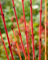 Hartriegel, (Cornus sanguinea), Sorte: Winter Beauty, im 19cm Topf, ca. 50cm hoch