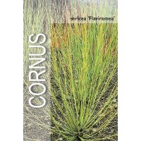 Hartriegel, (Cornus sericea), Sorte: Flaviramea, im 19cm Topf, ca. 50cm hoch