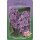Flieder, (Syringa vulgaris), Sorte: Sensation, im 23cm Topf, ca. 75cm hoch