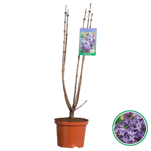 Flieder, (Syringa vulgaris), Sorte: Ruhm von Horstenstein, im 23cm Topf, ca. 75cm hoch