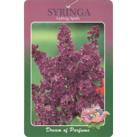 Flieder, (Syringa vulgaris), Sorte: Andenken an Ludwig Sp&auml;th, im 23cm Topf, ca. 75cm hoch