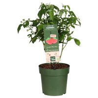 Zwerghimbeere, (Rubus idaeus), Sorte: Lowberry&reg; Little Sweet Sister&reg;, im 23cm Topf