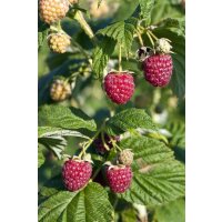 Zwerghimbeere, (Rubus idaeus), Sorte: Lowberry&reg; Little Sweet Sister&reg;, im 23cm Topf