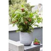 Zwerghimbeere, (Rubus idaeus), Sorte: Lowberry&reg; Little Sweet Sister&reg;, im 23cm Topf