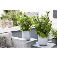 Zwerghimbeere, (Rubus idaeus), Sorte: Lowberry&reg; Little Sweet Sister&reg;, im 23cm Topf