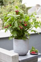 Zwerghimbeere, (Rubus idaeus), Sorte: Lowberry&reg; Little Sweet Sister&reg;, im 23cm Topf