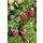Zwerghimbeere, (Rubus idaeus), Sorte: Lowberry® Little Sweet Sister®, im 23cm Topf
