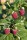 Zwerghimbeere, (Rubus idaeus), Sorte: Lowberry® Little Sweet Sister®, im 23cm Topf