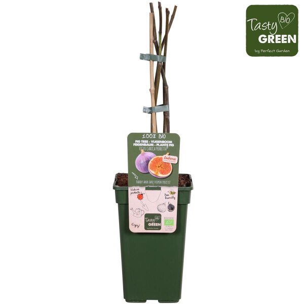 Feige, (Ficus), Sorte: Gustissimo® Perretta®, im 19cm Topf