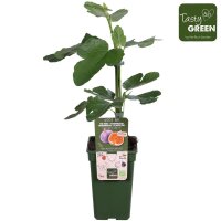 Feige, (Ficus), Sorte: Gustissimo&reg; Perretta&reg;, im 19cm Topf