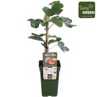 Feige, (Ficus), Sorte: Gustissimo&reg; Perretta&reg;, im 19cm Topf