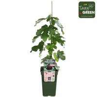 Feige, (Ficus), Sorte: Gustissimo&reg; Perretta&reg;, im 19cm Topf