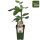 Feige, (Ficus), Sorte: Gustissimo® Perretta®, im 19cm Topf