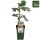 Feige, (Ficus), Sorte: Gustissimo® Perretta®, im 19cm Topf