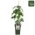 Feige, (Ficus), Sorte: Gustissimo® Perretta®, im 19cm Topf